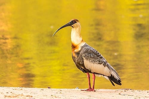 Brazil-Pantanal Buff-necked ibis on beach Travel Print